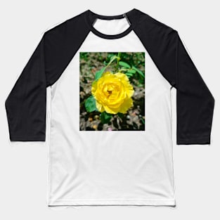 Beautiful Yellow Rose Baseball T-Shirt